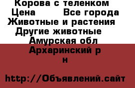 Корова с теленком › Цена ­ 69 - Все города Животные и растения » Другие животные   . Амурская обл.,Архаринский р-н